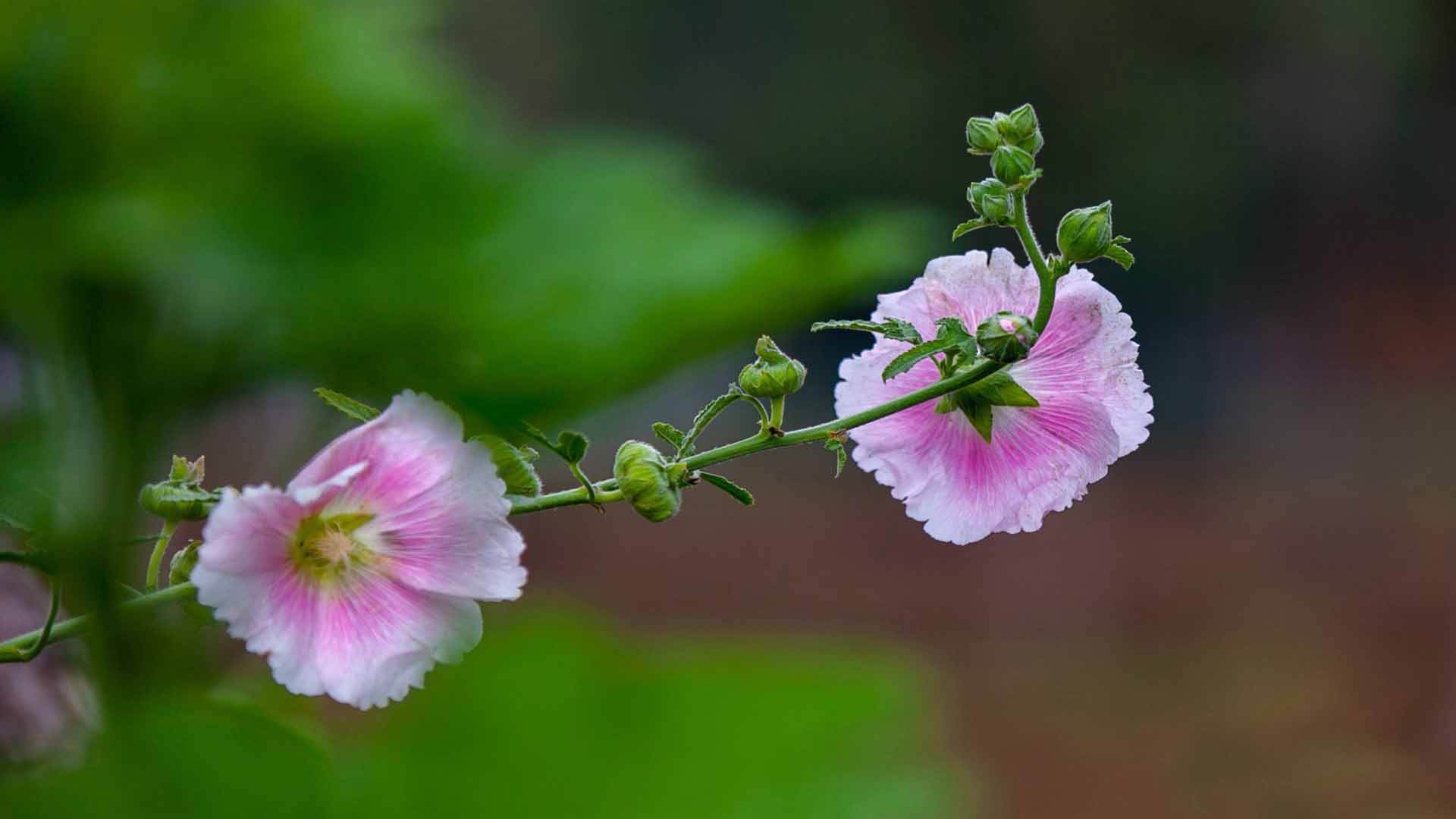 期刊论文的审稿意见要怎么写？