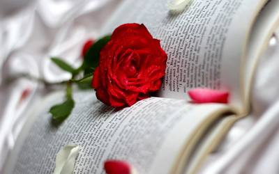 怎么写好论文引言