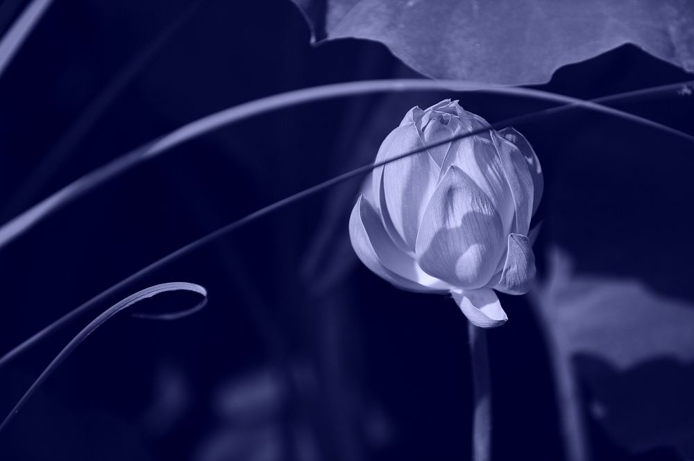 5000字知网查重多少钱一次？知网查重费用大解析。