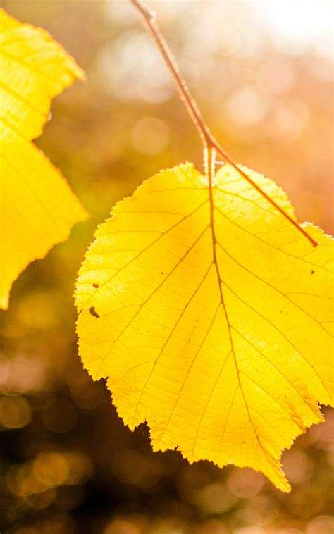 论文查重系统是如何鉴别抄袭率的