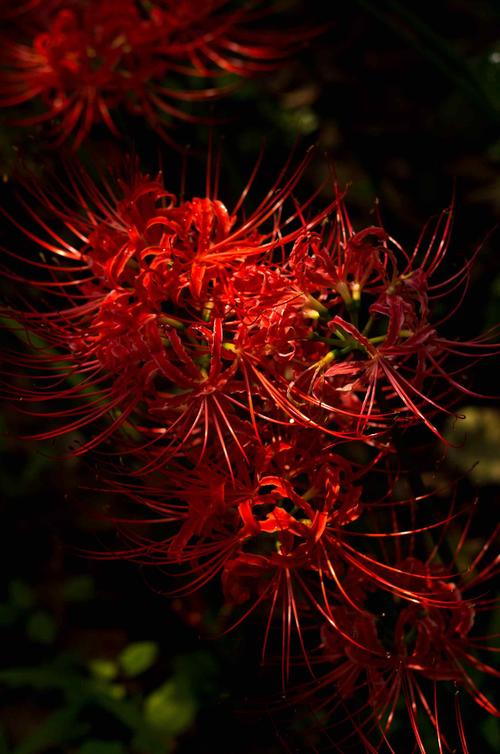 详细解释知网查重检测系统