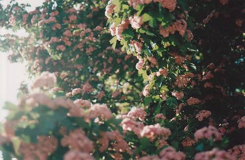 知网查重英语可以查吗